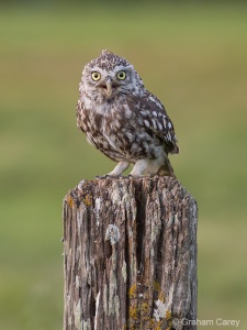 Little Owl (Athene noctua) Graham Carey
