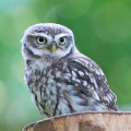Little Owl (Athene noctua) Mark Elvin