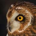 Short-eared Owl (Asio flammeus) Graham Carey