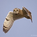 Short-eared Owl (Asio flammeus) Graham Carey