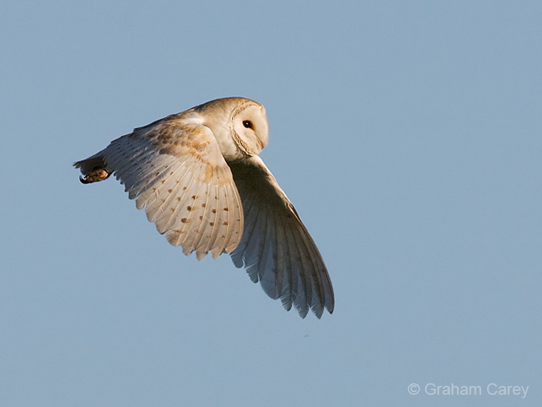 Barn Owl (Tyto alba) Graham Carey - MK3_2219m4_001.jpg MK3_2219m4_001.jpg