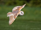 Barn Owl (Tyto alba) Graham Carey