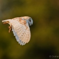 Barn Owl (Tyto alba) Graham Carey