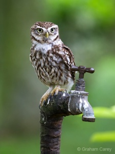 Little Owl (Athene noctua) Graham Carey