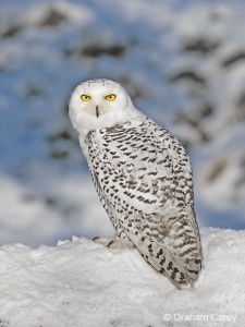 Snowy Owl (Nyctea Scandiacea) Graham Carey