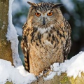 Eagle Owl (Bubo bubo) Graham Carey