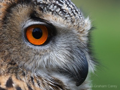 Eagle Owl (Bubo bubo) Graham Carey