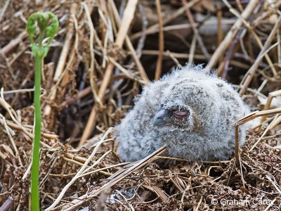 Tawny Owl (Strix aluco) Graham Carey