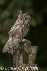 Long Eared Owl (Asio otus) Louise Greenhorn