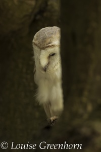Barn Owl (Tyto alba) Louise Greenhorn