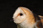 Barn Owl (Tyto alba) James Sharp
