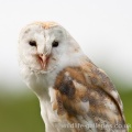 Barn Owl (Tyto alba)  Mark Elvin