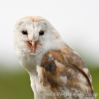 Barn Owl (Tyto alba)  Mark Elvin