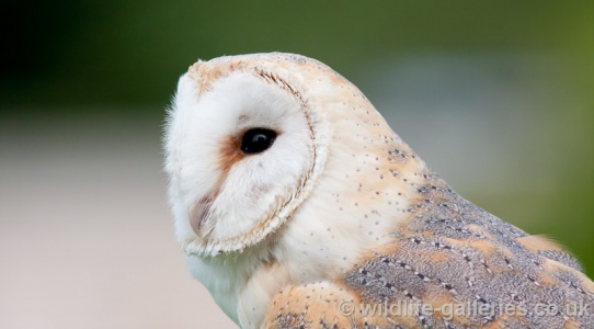 Barn Owl (Tyto alba) Mark Elvin