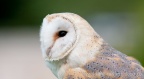 Barn Owl (Tyto alba) Mark Elvin