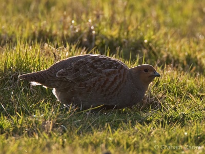 Grey Partridge (Perdix perdix) Graham Carey