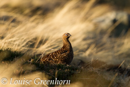 Red Grouse (Lagopus lagopus) Louise Greenhorn