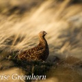 Red Grouse (Lagopus lagopus) Louise Greenhorn