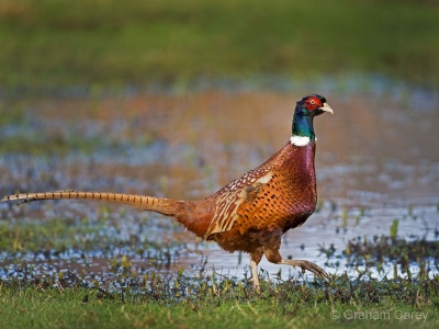 Pheasant (Phasianus colchicus) Graham Carey