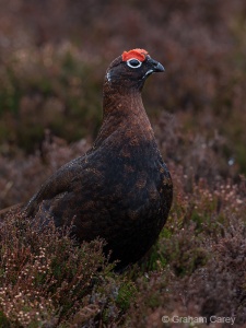 Red Grouse (Lagopus lagopus scoticus) Graham Carey