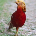 Golden Pheasant (Chrysolophus pictus) Graham Carey