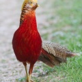 Golden Pheasant (Chrysolophus pictus) Graham Carey