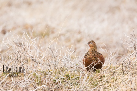 Female Red Grouse  (Lagopus lagopus scotica) Louise Greenhorn