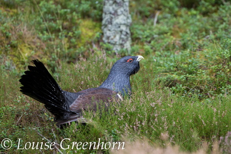 Capercaillie (Tetrao urogallus) Louise Greenhorn