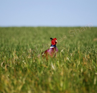 Pheasant (Phasianus colchicus) James Sharp