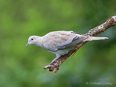 Collared Dove (Streptopelia decaoto) Graham Carey