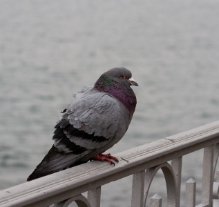 Feral Pigeon (Columba livia) Mark Elvin