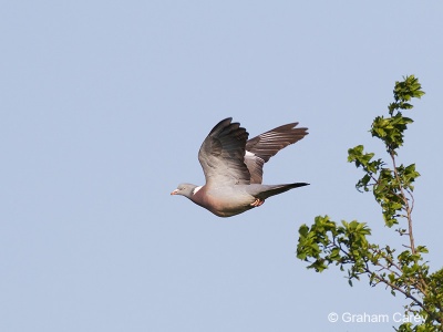 Wood Pigeon (Columba palumbus) Graham Carey