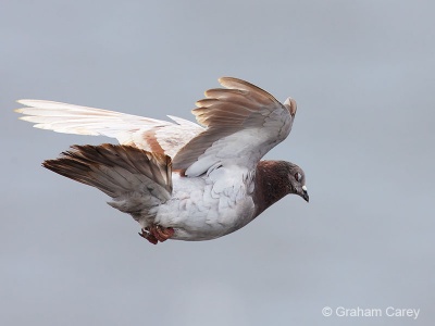 Feral Pigeon (Columba livia (domest.)) Graham Carey