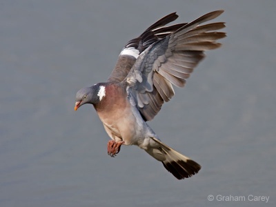Wood Pigeon (Columba palumbus) Graham Carey