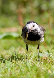 Pied Wagtail (Mortacilla Yarrellii) Mark Elvin