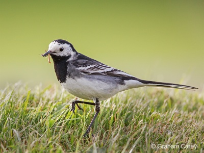 Pied Wagtail (Motacilla alba) Graham Carey