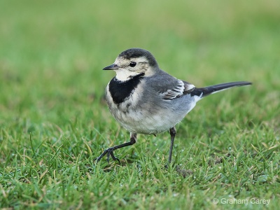 Pied Wagtail (Motacilla alba) Graham Carey