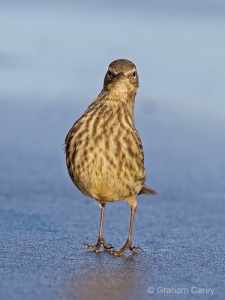 Rock Pipit (Anthus petrosus) Graham Carey