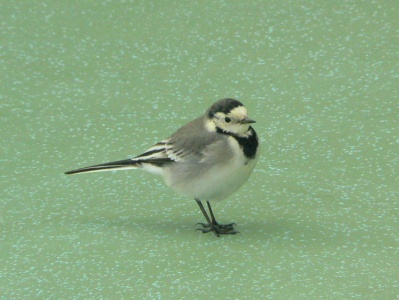Pied Wagtail (Motacilla alba yarrellii) Alan Prowse