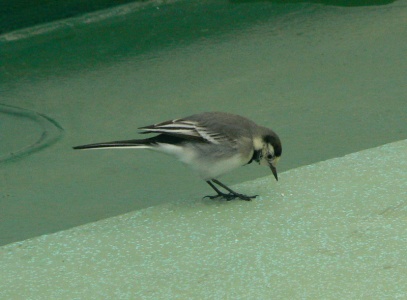 Pied Wagtail (Motacilla alba yarrellii) Alan Prowse