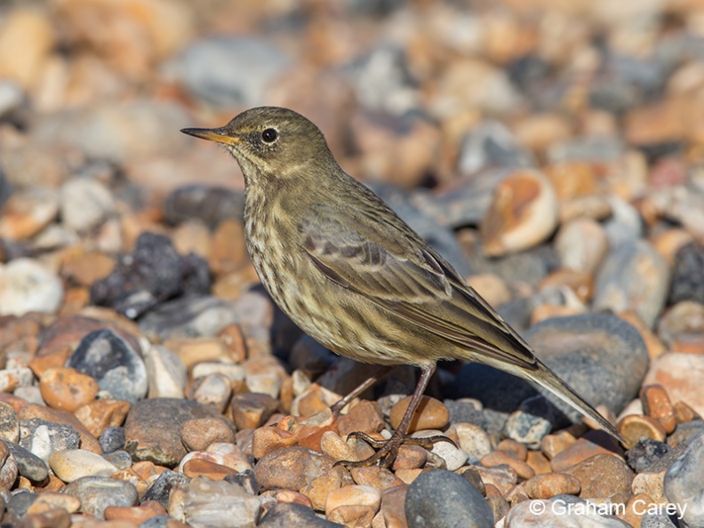 Rock Pipit (Anthus petrosus) Graham Carey - DX1_5457m4.jpg DX1_5457m4.jpg