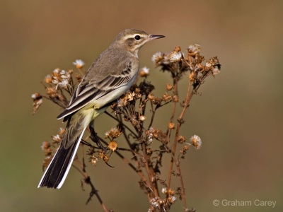 Yellow Wagtail (Motacilla flava) Graham Carey