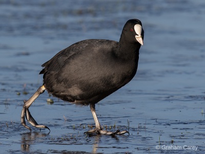 Coot (Fulica atra) Graham Carey