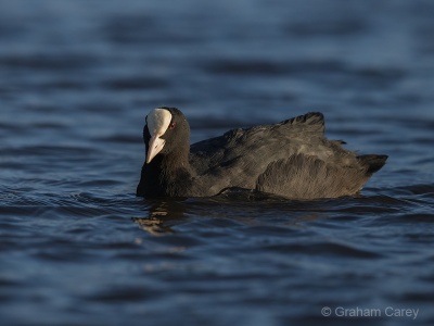 Coot (Fulica atra) Graham Carey