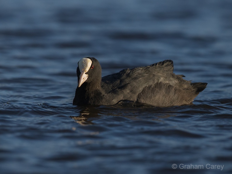 Coot (Fulica atra) Graham Carey - DX1_4230m4.jpg DX1_4230m4.jpg