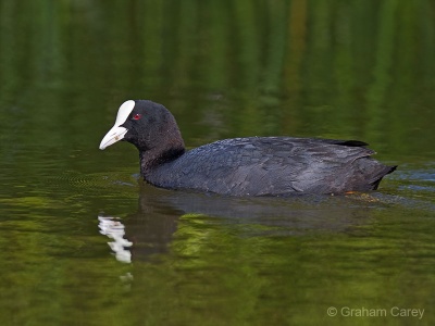 Coot (Fulica atra) Graham Carey