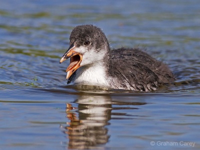 Coot (Fulica atra) Graham Carey