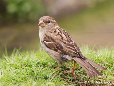 House Sparrow (Passer domesticus) Graham Carey