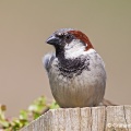 House Sparrow (Passer domesticus) Graham Carey