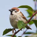 Tree Sparrow (Passer montanus) Graham Carey